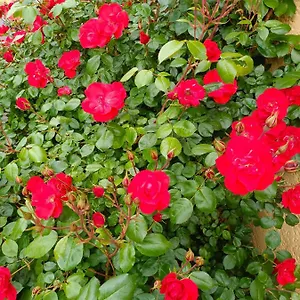 La Maison Des Roses Chadrac